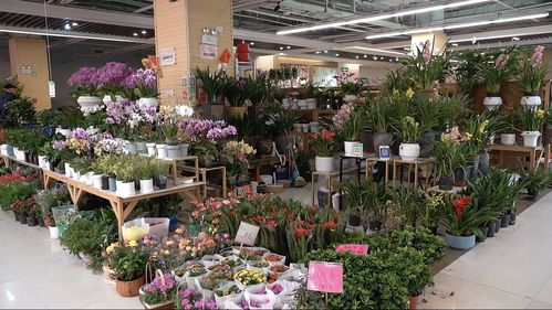 實探即將閉店的花卉市場 市民趁商家甩賣，提前購置春節(jié)用品花卉
